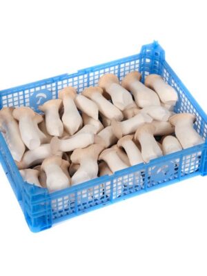 ERYNGII op.200g